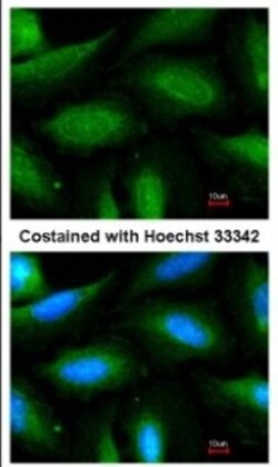 FBXL2 Antibody, Novus Biologicals 0.1 mL | Buy Online | Novus Biologicals | Fisher Scientific