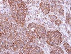 FBXL2 Antibody, Novus Biologicals 0.1 mL | Buy Online | Novus Biologicals | Fisher Scientific