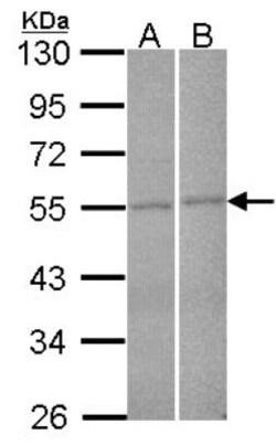 FBXL2 Antibody, Novus Biologicals 0.1 mL | Buy Online | Novus Biologicals | Fisher Scientific
