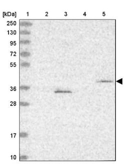 FBXL20 Antibody, Novus Biologicals:Antibodies:Primary Antibodies