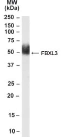 FBXL3 Antibody, Novus Biologicals 0.1mg; Unlabeled:Antibodies, Polyclonal