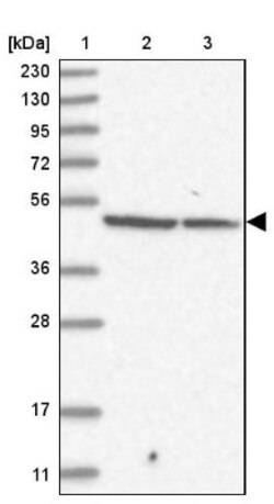 Fbxl8 Antibody, Novus Biologicals:Antibodies:Primary Antibodies