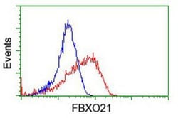 FBXO21 Antibody (OTI2C7), Novus Biologicals 0.1mL; Unlabeled:Antibodies,