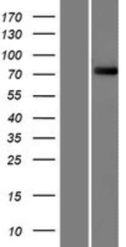 Novus Biologicals&trade;&nbsp;FBXO40 Overexpression Lysate