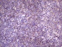 FBXO8 Antibody (OTI3C5), Novus Biologicals 0.1mL; Unlabeled:Antibodies,
