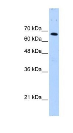 FBXW7/Cdc4 Antibody, Novus Biologicals 100 &mu;L | Buy Online | Novus Biologicals | Fisher Scientific