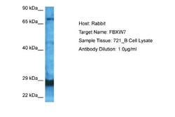 FBXW7/Cdc4 Antibody, Novus Biologicals 100 &mu;L | Buy Online | Novus Biologicals | Fisher Scientific