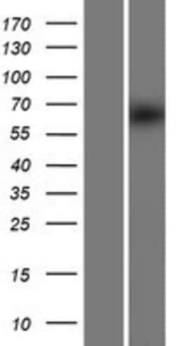 Novus Biologicals&trade;&nbsp;FBXW8 Overexpression Lysate