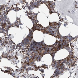 FCER1G Antibody, Novus Biologicals:Antibodies:Primary Antibodies