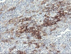 Fc gamma RI/CD64 Antibody (OTI1A8), Novus Biologicals 0.1mL; Unlabeled:Antibodies