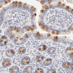 FCGBP Antibody, Novus Biologicals 0.1mL; Unlabeled:Antibodies, Polyclonal