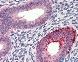 FCHO1 Antibody, Novus Biologicals 0.05mg; Unlabeled:Antibodies, Polyclonal