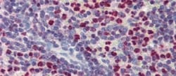 FCHO1 Antibody, Novus Biologicals 0.05mg; Unlabeled:Antibodies, Polyclonal