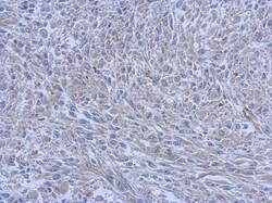 FCHO1 Antibody, Novus Biologicals 0.1mL; Unlabeled:Antibodies, Polyclonal