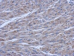 FCHO1 Antibody, Novus Biologicals 0.1mL; Unlabeled:Antibodies, Polyclonal