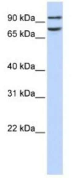 FCHO1 Antibody, Novus Biologicals 0.05mg; Unlabeled:Antibodies, Polyclonal