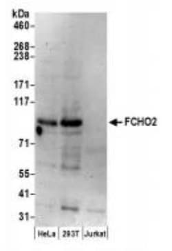 FCHO2 Antibody, Novus Biologicals 100 &mu;L | Buy Online | Novus Biologicals | Fisher Scientific
