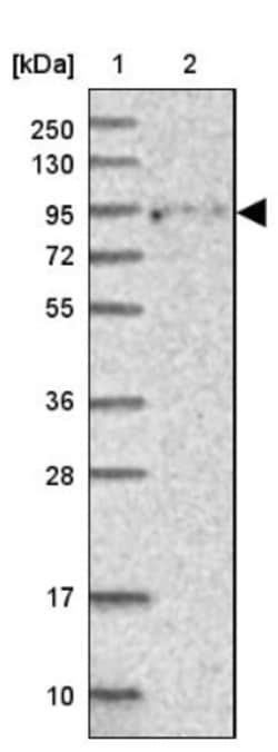 FCHSD2 Antibody, Novus Biologicals:Antibodies:Primary Antibodies