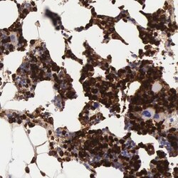 Ficolin-1 Antibody, Novus Biologicals:Antibodies:Primary Antibodies