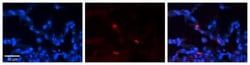 FCRN/FCGRT Antibody, Novus Biologicals 0.05mg; Unlabeled:Antibodies, Polyclonal