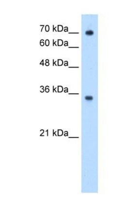 FCRN/FCGRT Antibody, Novus Biologicals 0.05mg; Unlabeled:Antibodies, Polyclonal
