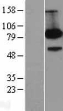 Novus Biologicals&trade;&nbsp;FE65 Overexpression Lysate