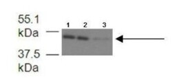 FECH Antibody, Novus Biologicals 100&mu;L; Unlabeled:Antibodies, Polyclonal