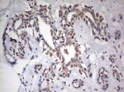FEN-1 Antibody (OTI1F3), Novus Biologicals 0.1mL; Unlabeled:Antibodies,