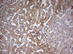 FEN-1 Antibody (OTI1F3), Novus Biologicals 0.1mL; Unlabeled:Antibodies,