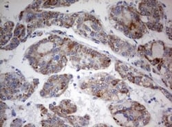 FEN-1 Antibody (OTI1F3), Novus Biologicals 0.1mL; Unlabeled:Antibodies,