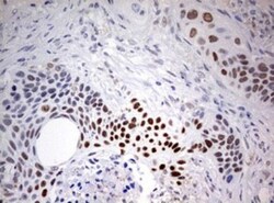 FEN-1 Antibody (OTI1F3), Novus Biologicals 0.1mL; Unlabeled:Antibodies,