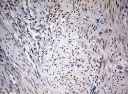 FEN-1 Antibody (OTI1F3), Novus Biologicals 0.1mL; Unlabeled:Antibodies,