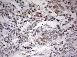 FEN-1 Antibody (OTI1F3), Novus Biologicals 0.1mL; Unlabeled:Antibodies,