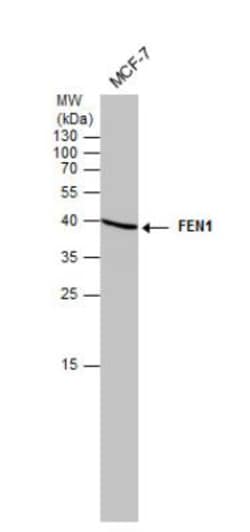 FEN-1 Antibody (4E7), Novus Biologicals 0.1mg; Unlabeled:Antikörper