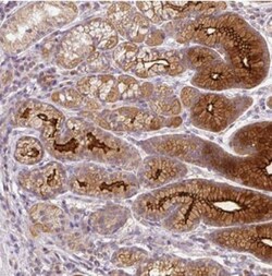 Fer-1-like protein 6 Antibody, Novus Biologicals:Antibodies:Primary Antibodies