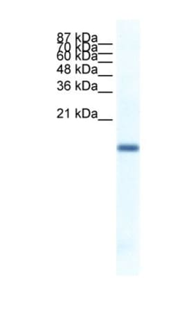 FERD3L Antibody, Novus Biologicals:Antibodies:Primary Antibodies