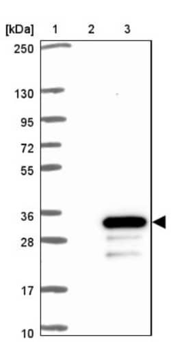 FERD3L Antibody, Novus Biologicals 25 &mu;L, Unconjugated:Antibodies, Polyclonal