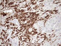 FERMT3/URP2 Antibody (OTI3C7), Novus Biologicals 0.1mL; Unlabeled:Antibodies,