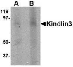 FERMT3/URP2 Antibody - BSA Free, Novus Biologicals 0.025 mg, Unconjugated:Antibodies,