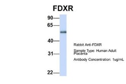 Ferredoxin Reductase Antibody, Novus Biologicals:Antibodies:Primary Antibodies