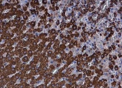 Ferredoxin Reductase Antibody, Novus Biologicals 0.1mL; Unlabeled:Antibodies,