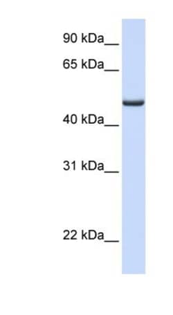 Ferredoxin Reductase Antibody, Novus Biologicals:Antibodies:Primary Antibodies
