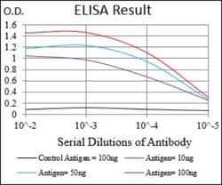 Ferritin Light Chain Antibody (8E1E7) - BSA Free, Novus Biologicals:Antibodies:Primary