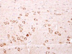 Ferritin mitochondrial Antibody, Novus Biologicals 0.1mL; Unlabeled:Antibodies,