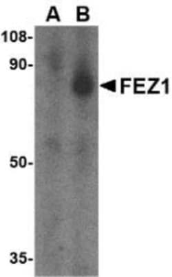Novus Biologicals&trade;&nbsp;FEZ1 Antibody Blocking Peptide