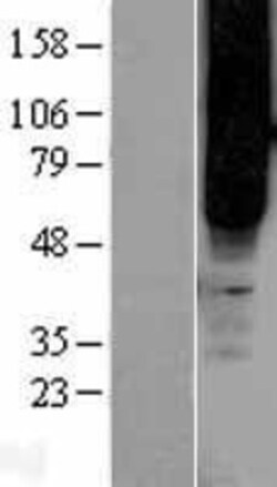 Novus Biologicals&trade;&nbsp;FFAR2/GPR43 Overexpression Lysate