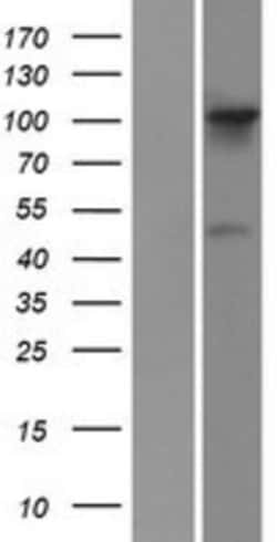 Novus Biologicals&trade;&nbsp;FGD1 Overexpression Lysate