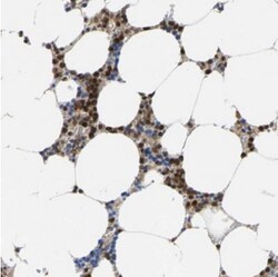 FGD3 Antibody, Novus Biologicals:Antibodies:Primary Antibodies