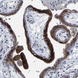 FGD5 Antibody, Novus Biologicals:Antibodies:Primary Antibodies