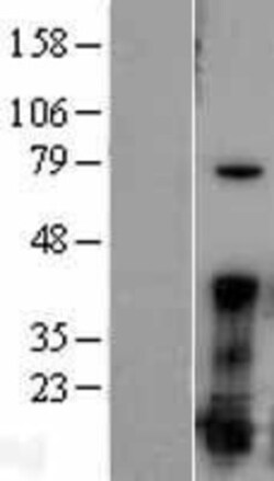 Novus Biologicals&trade;&nbsp;FGF acidic/FGF1 Overexpression Lysate